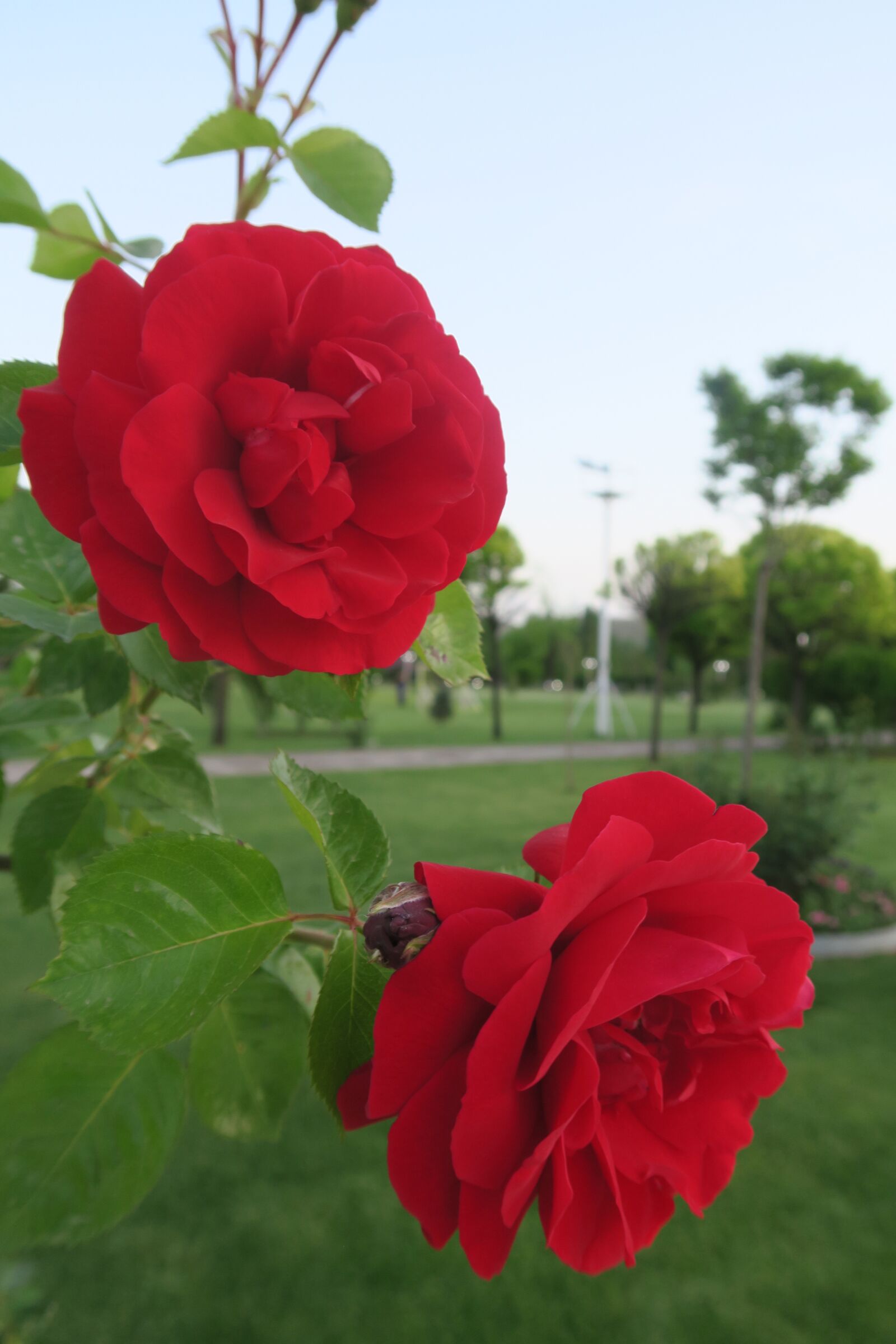 Canon PowerShot G7 X sample photo. Rose, red rose, flower photography
