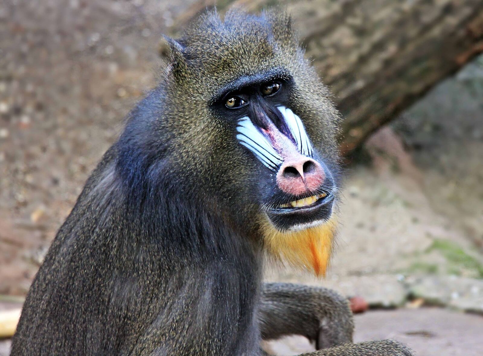 Canon EOS 550D (EOS Rebel T2i / EOS Kiss X4) sample photo. Wild, animal, monkey, primate photography