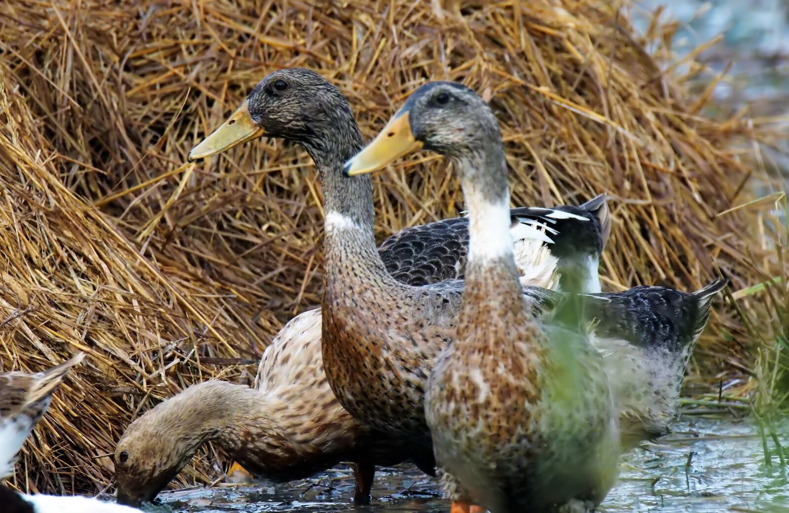 Olympus OM-D E-M1 sample photo. Ducks, animal, bird photography