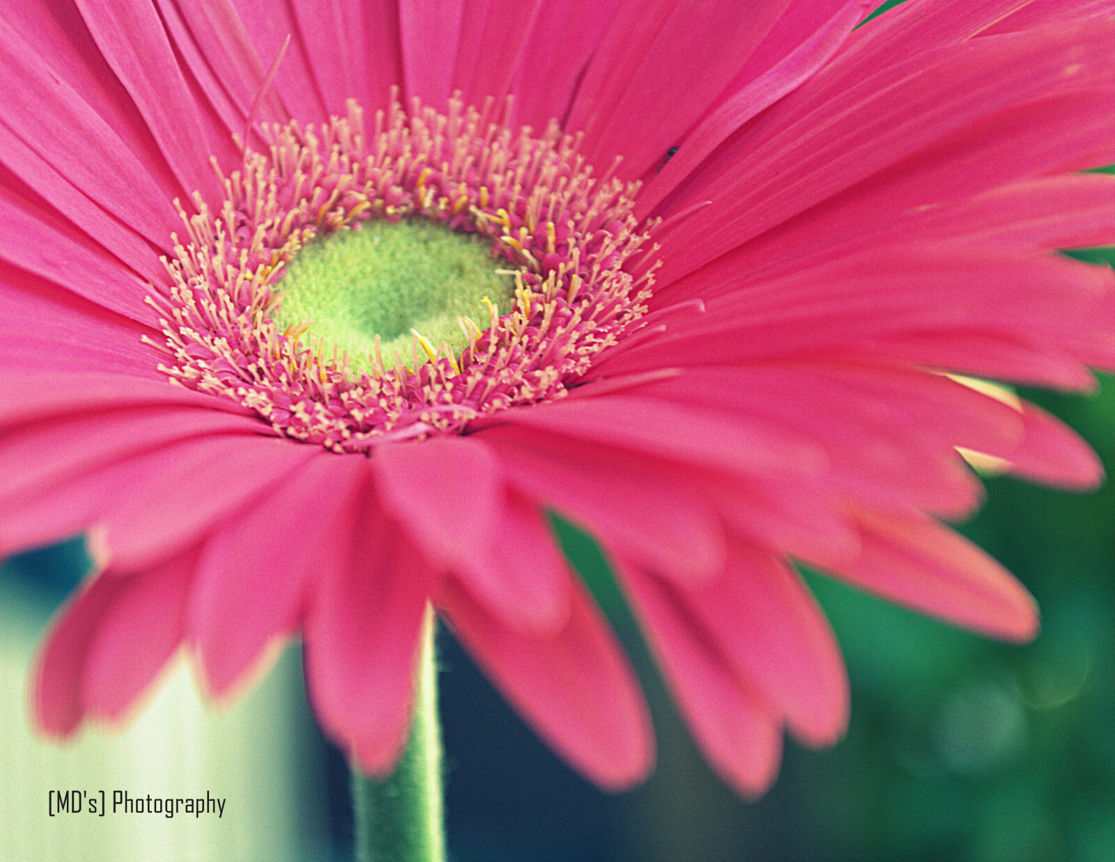 Nikon D5100 sample photo