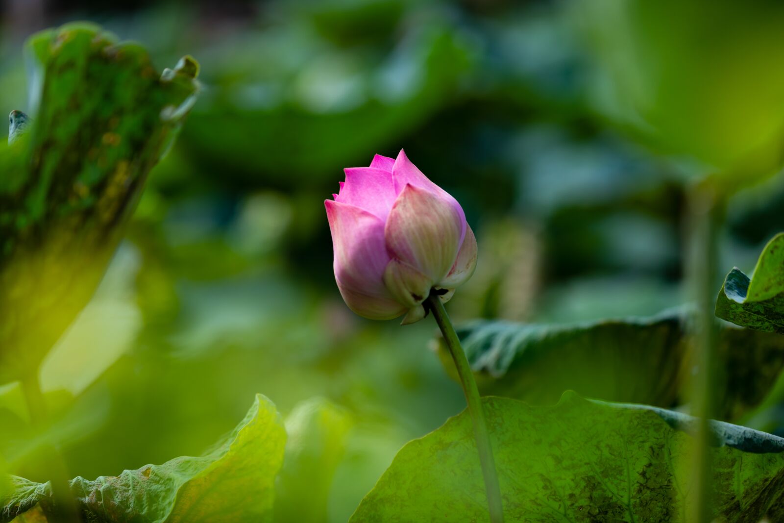 Canon EOS 5D Mark IV sample photo. Lotus flowers, lotus, beautiful photography