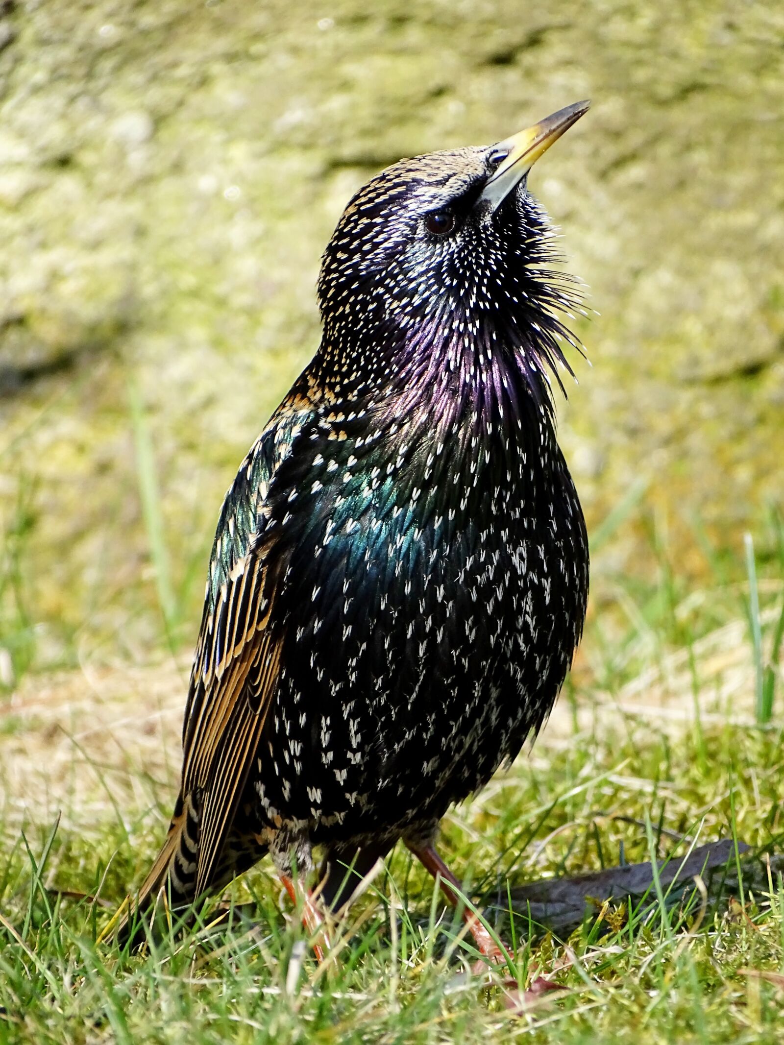 Sony Cyber-shot DSC-HX400V sample photo. Star, bird, nature photography