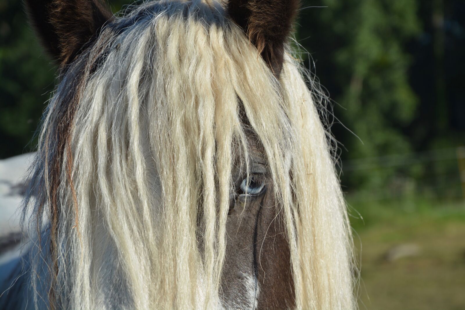 Nikon D5200 sample photo. Horse, standard, irich-cob photography