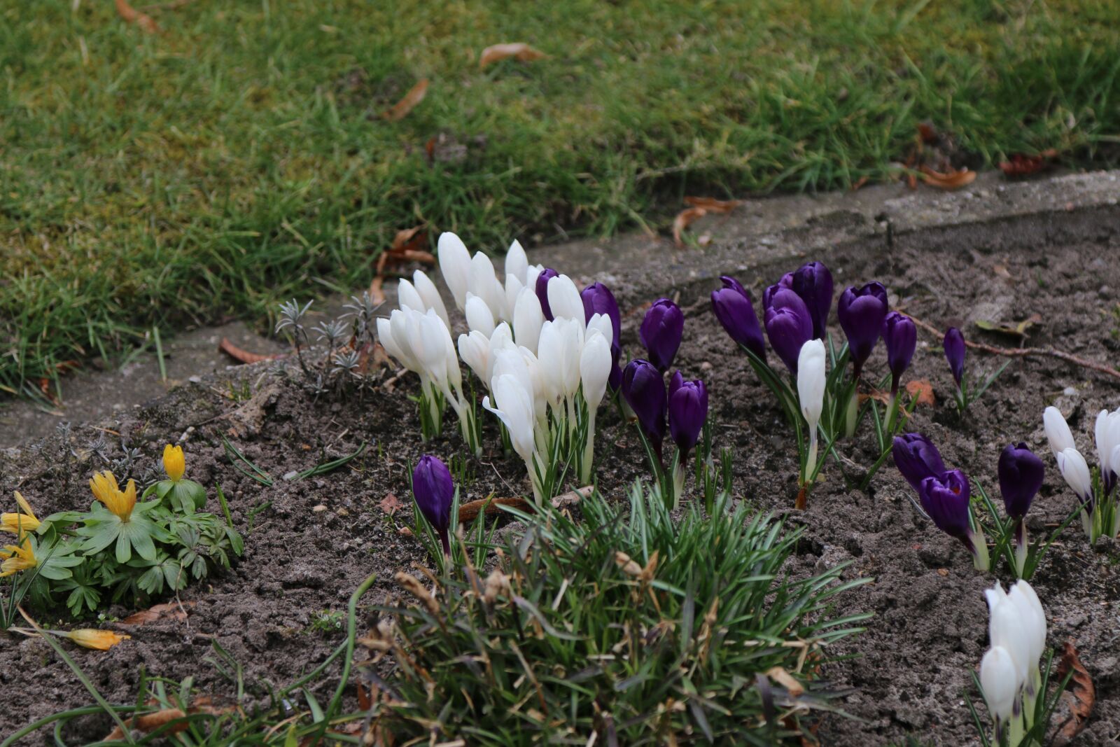 Canon EOS 70D sample photo. Nature, early bloomer, crocus photography