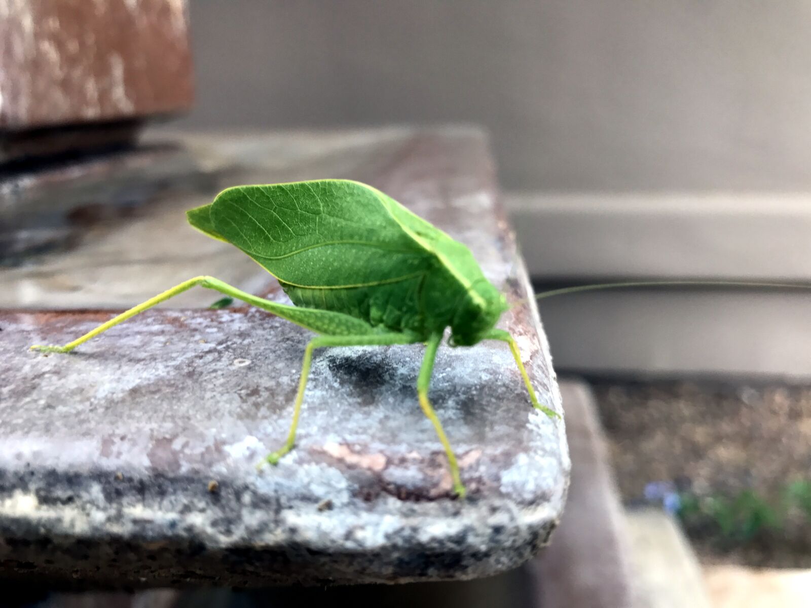 iPhone 7 Plus back dual camera 3.99mm f/1.8 sample photo. Katy did, insects, katydid photography