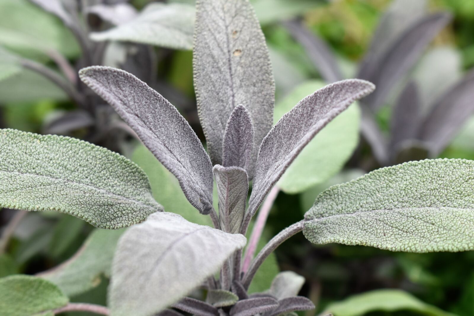Nikon D5500 sample photo. Sage, plant, medicinal plant photography