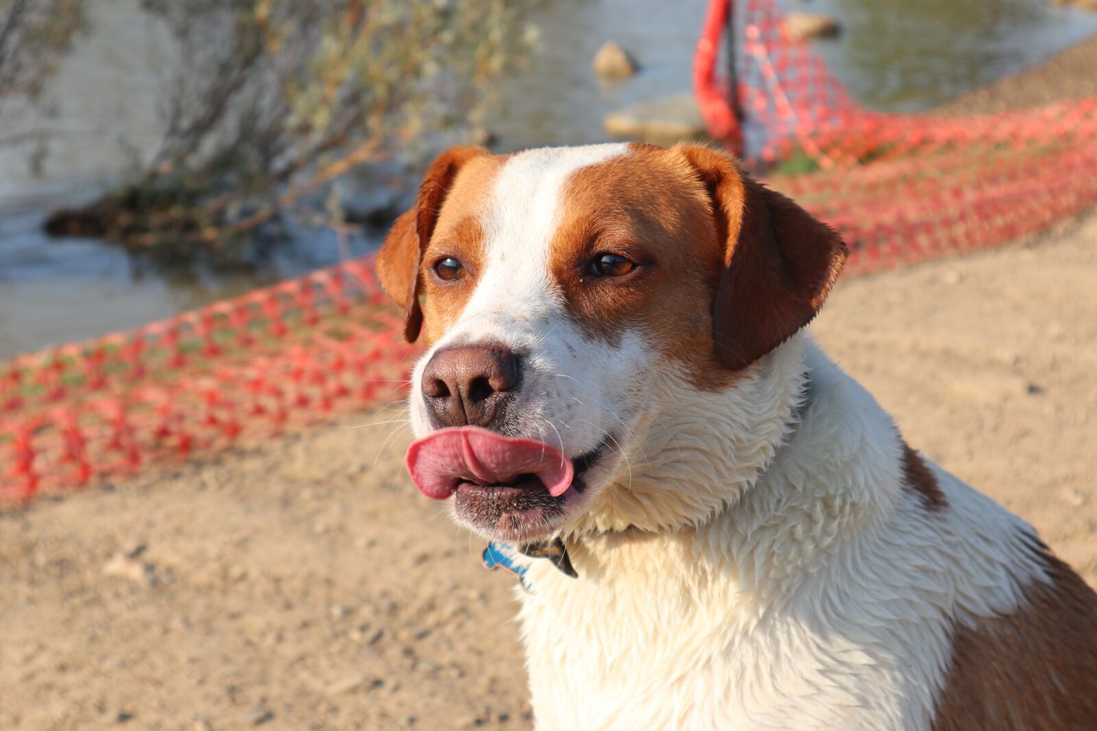 Canon EOS M6 + Canon EF-M 15-45mm F3.5-6.3 IS STM sample photo. Dog, dog tongue, animal photography