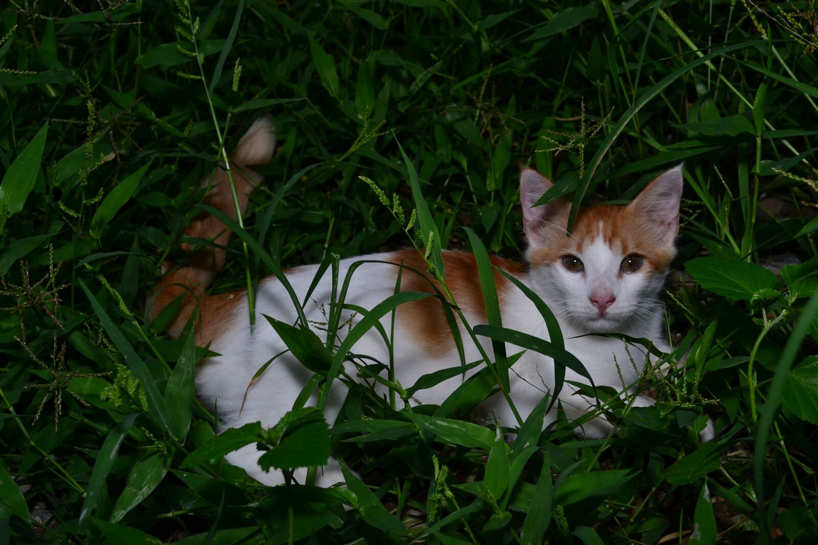 Nikon D3100 sample photo. Cat, green grass, garden photography