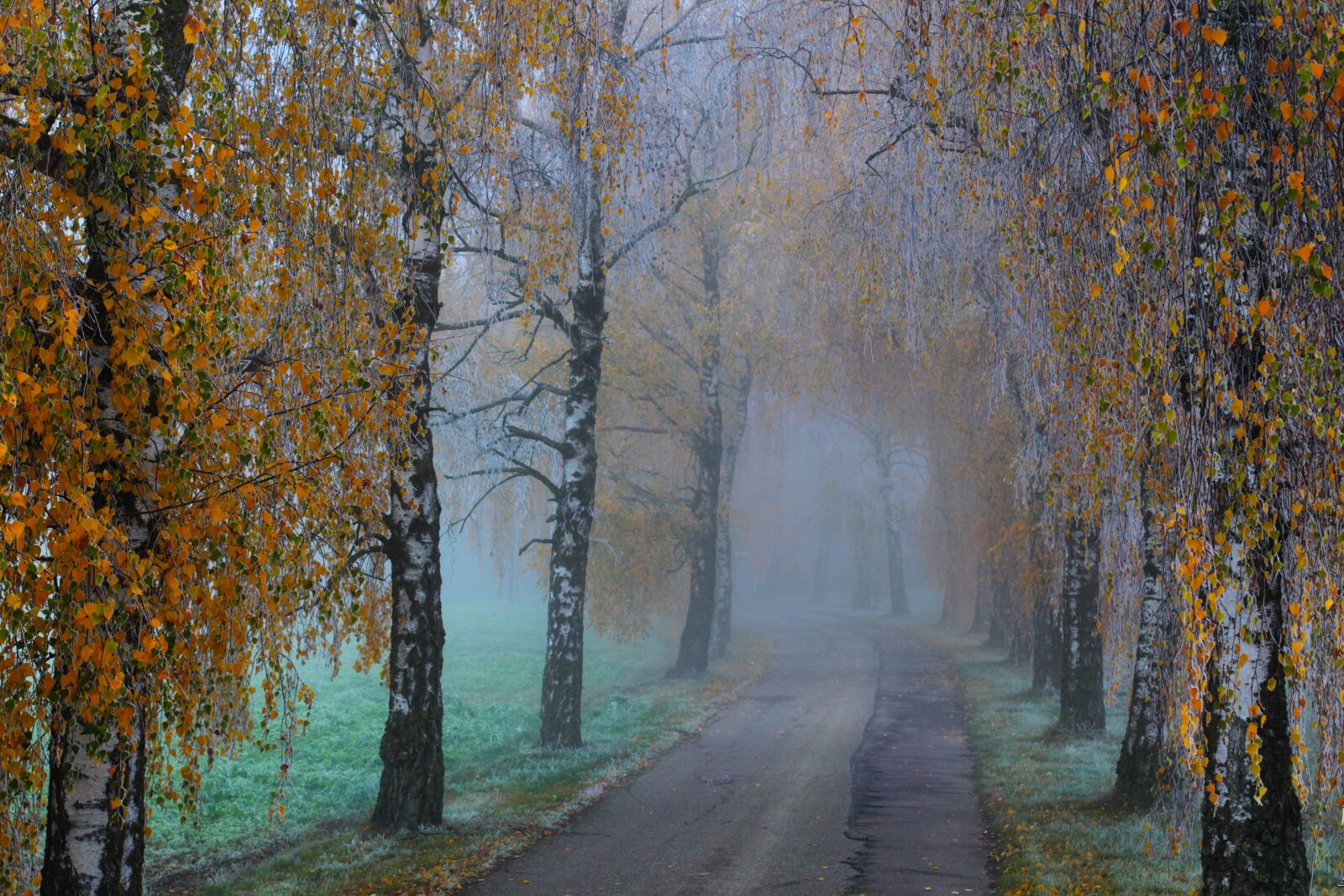 Canon EF 50mm F1.4 USM sample photo. Avenue, birch avenue, fog photography