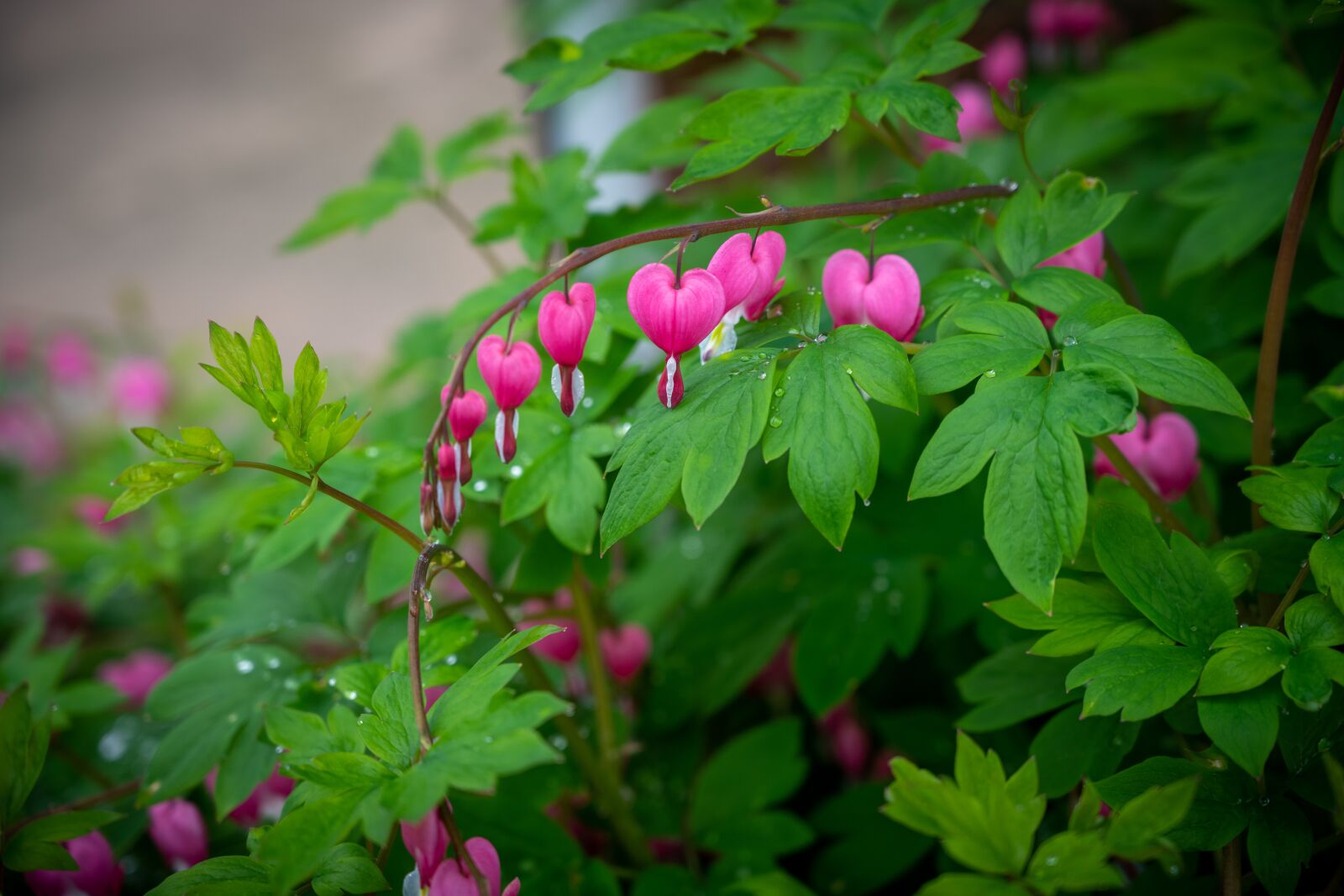 Nikon Z7 sample photo. Flowers, pink, spring photography