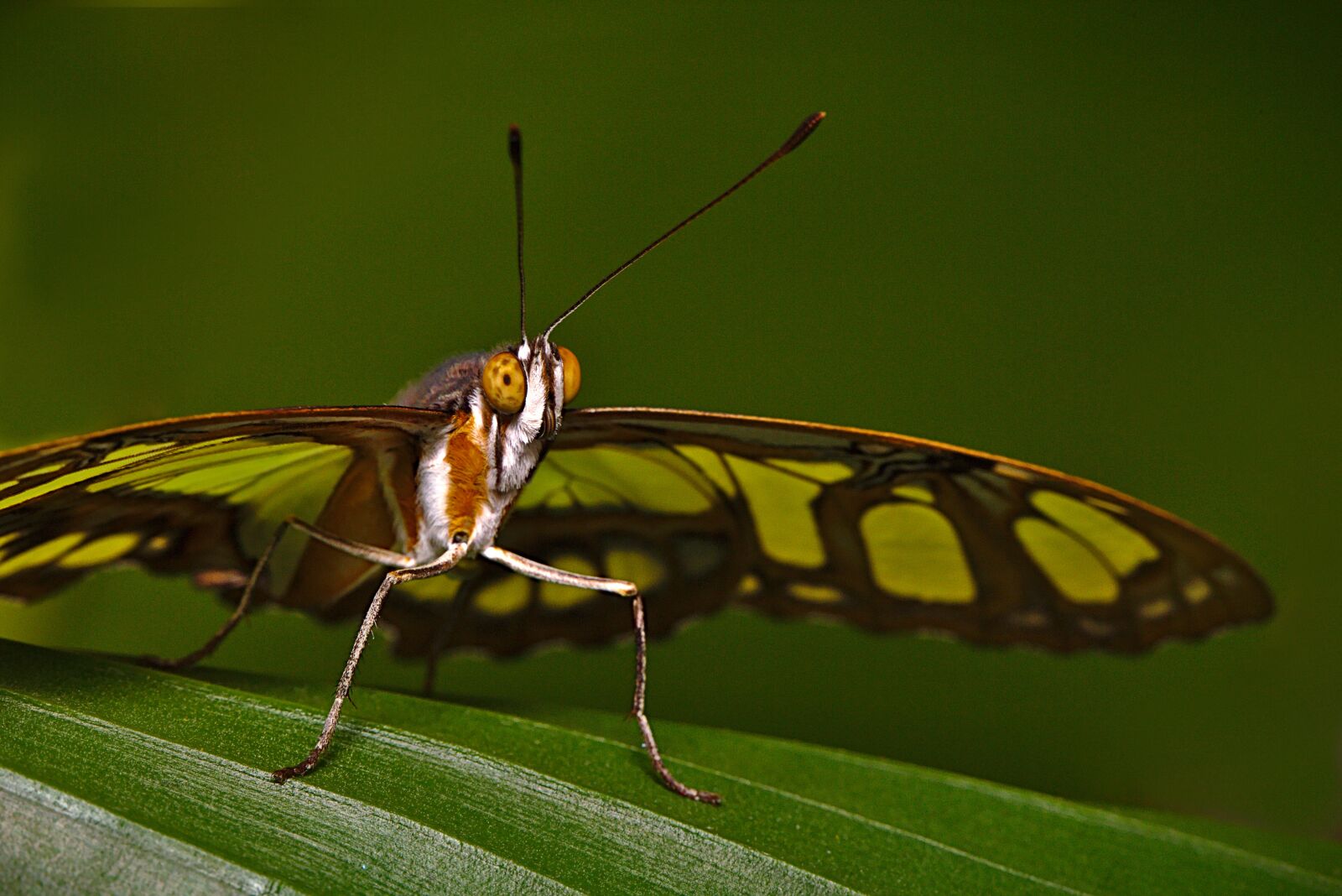 Canon EF 100mm F2.8L Macro IS USM sample photo. Butterfly, macro, insect photography