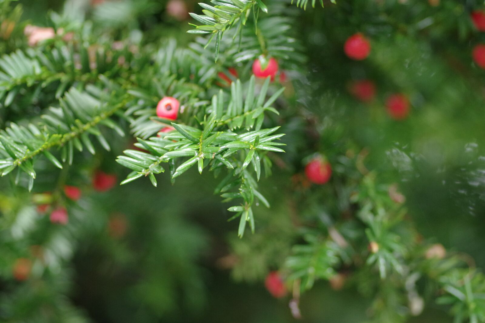 Pentax K-3 sample photo. Pine, christmas, real photography