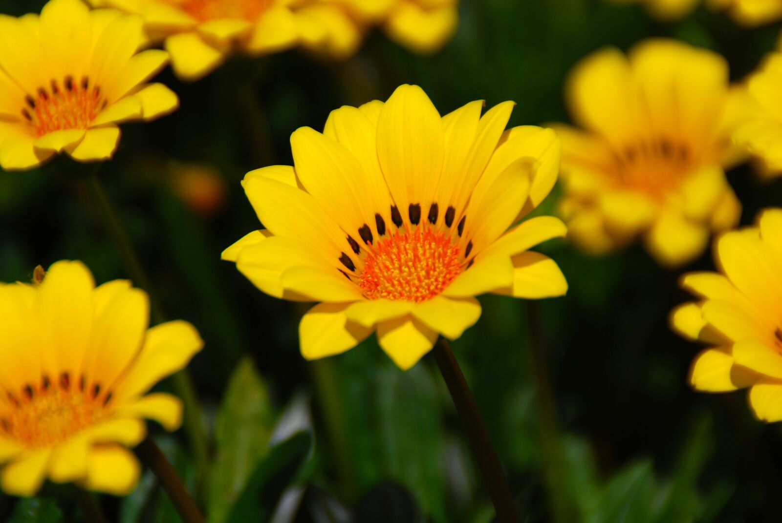 Nikon D40X sample photo. Flower, yellow, yellow flowers photography