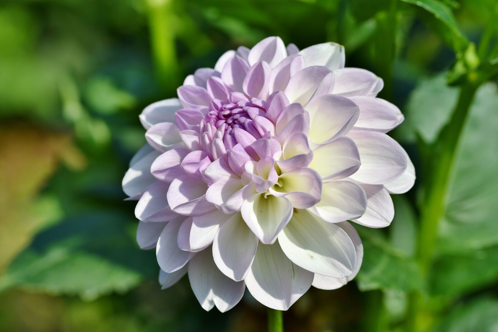 Nikon D7200 sample photo. Dahlia, dahlias bud, flower photography