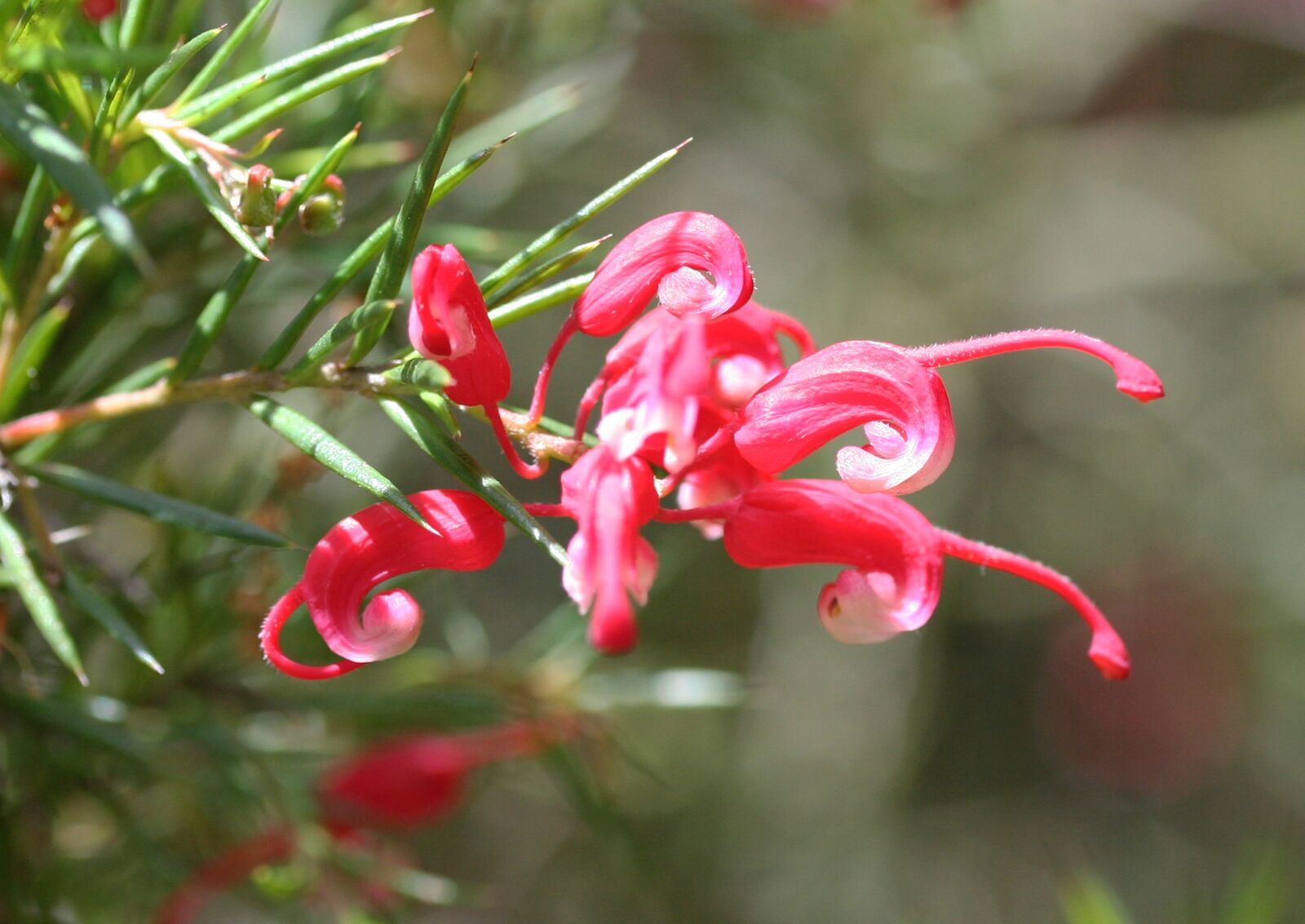 Canon EOS 350D (EOS Digital Rebel XT / EOS Kiss Digital N) sample photo. Grevillea sp, red, white photography