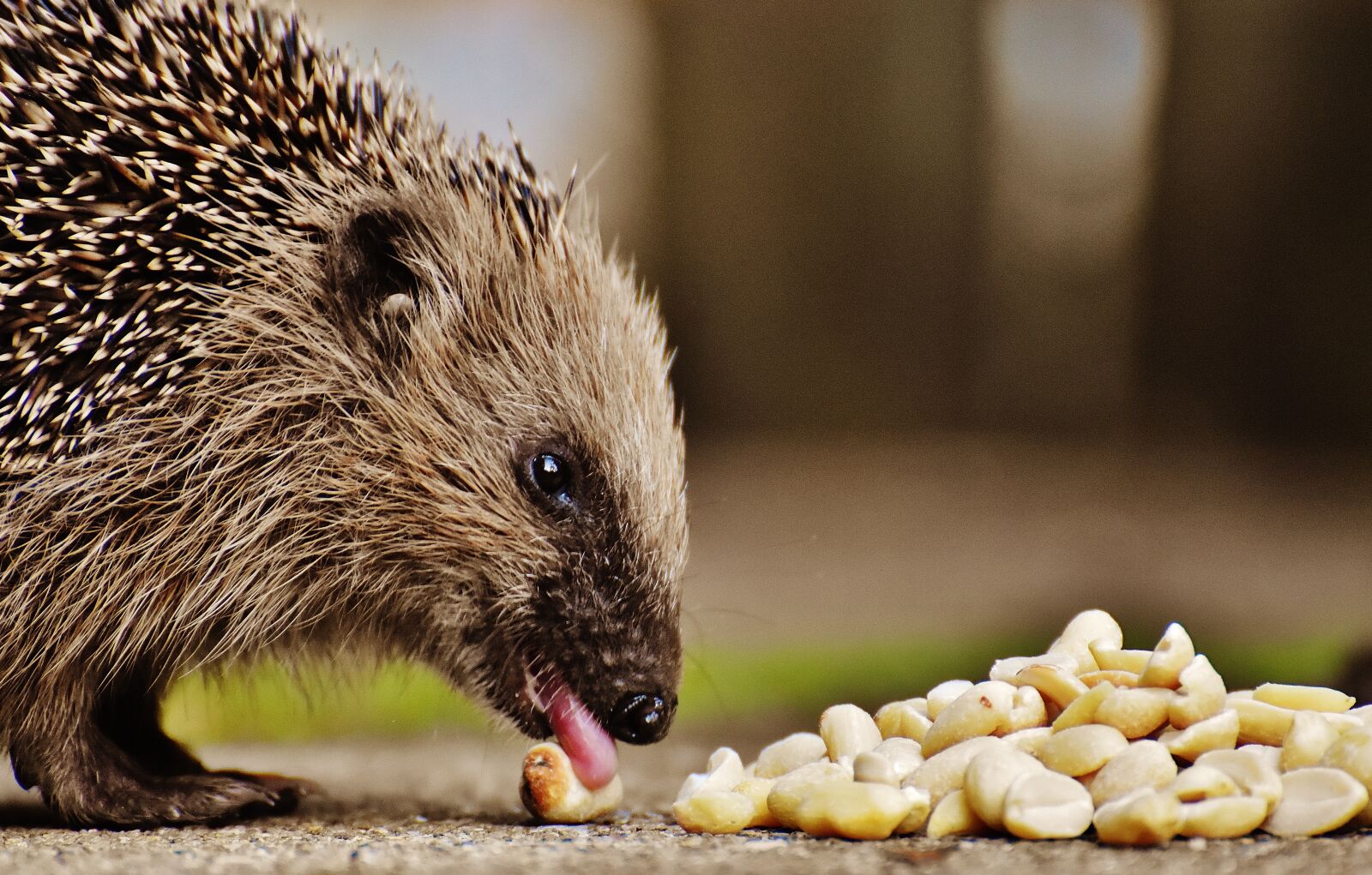 Nikon D7200 sample photo. Hedgehog child, young hedgehog photography
