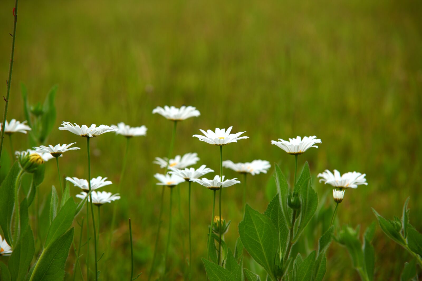 Canon EOS 5D Mark II sample photo. Nature, s, grass photography