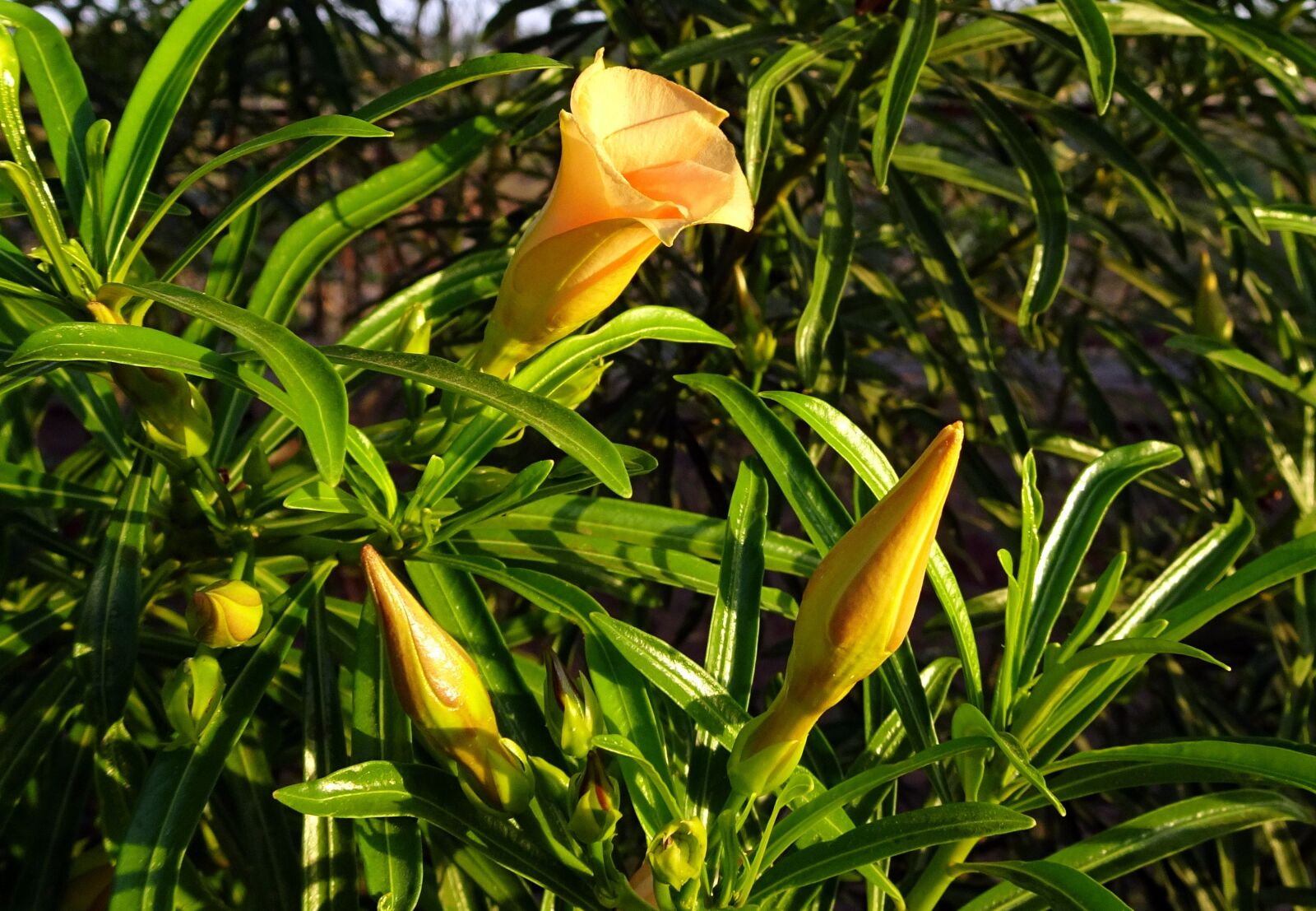 Sony Cyber-shot DSC-HX90V sample photo. Flower, oleander, peach photography