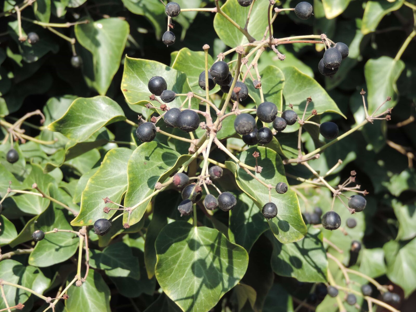 Nikon Coolpix P520 sample photo. Shrub, plant, berry, leaf photography