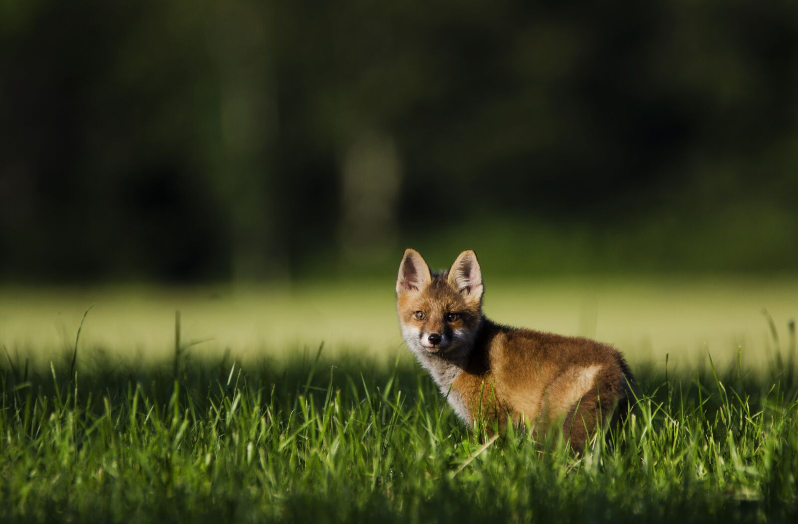 Nikon D7000 sample photo. Fox, nature, wild photography