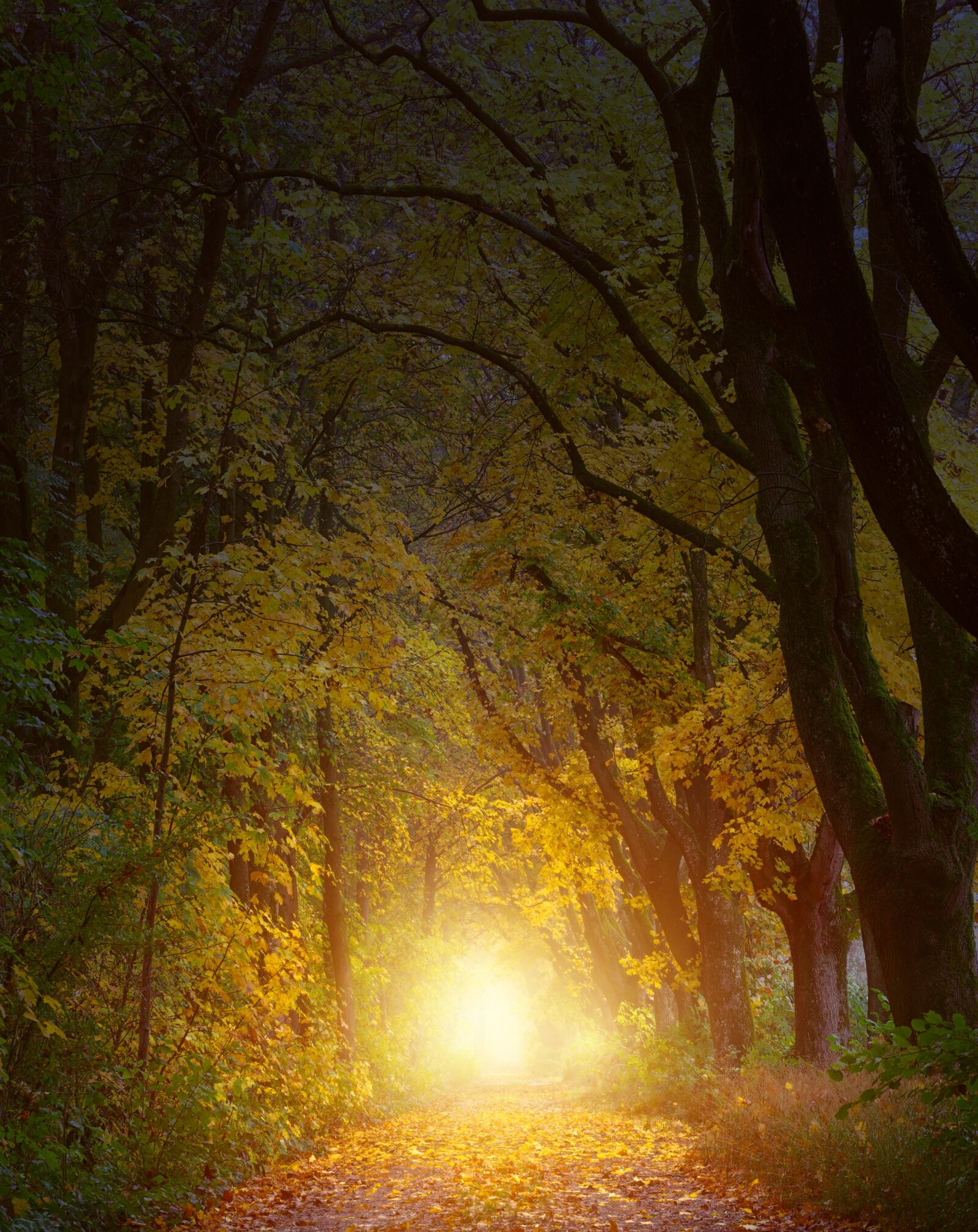 Sony a7 + Sony DT 50mm F1.8 SAM sample photo. Light, forest, away photography