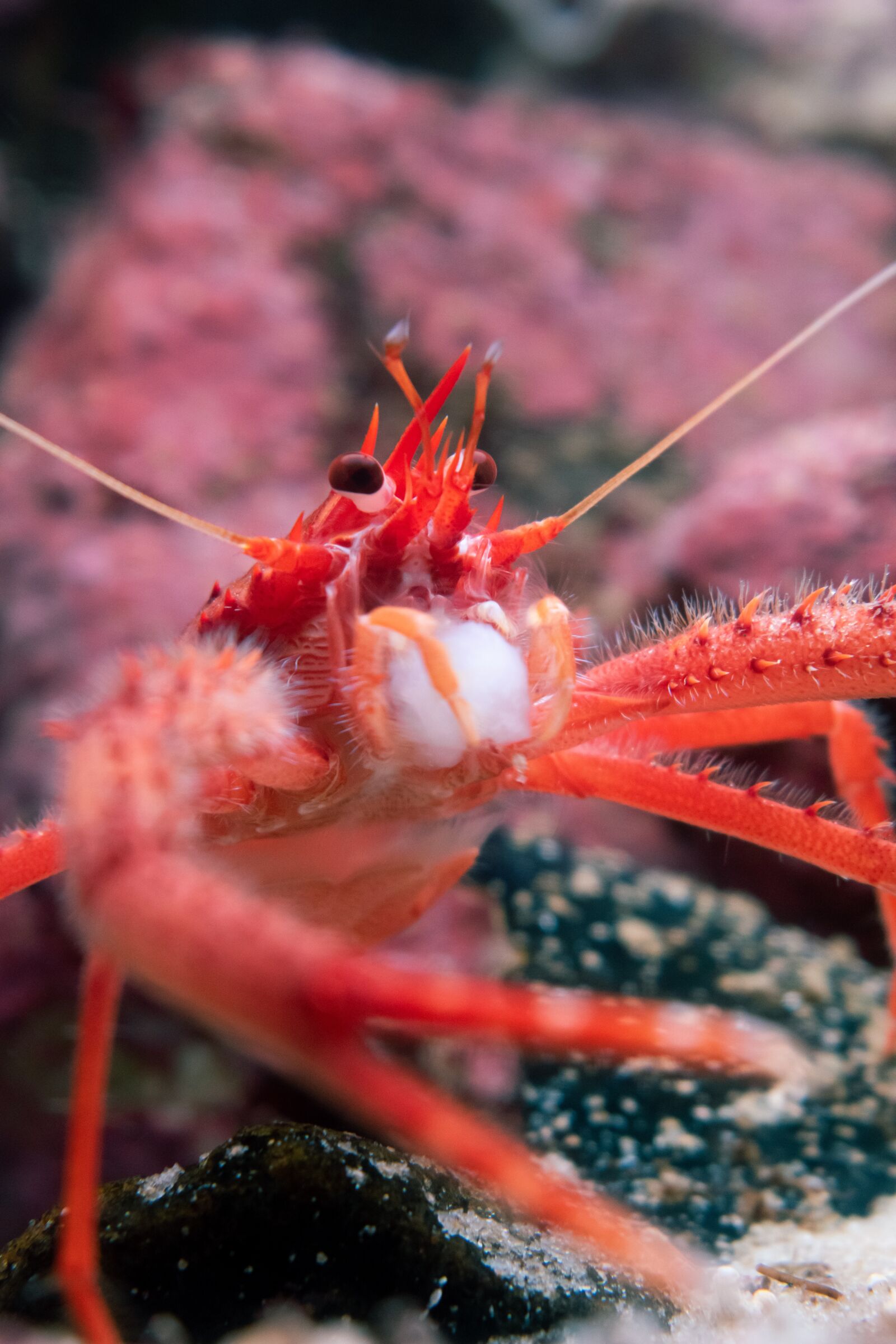 Nikon D5600 sample photo. Live, crawfish, cancer photography
