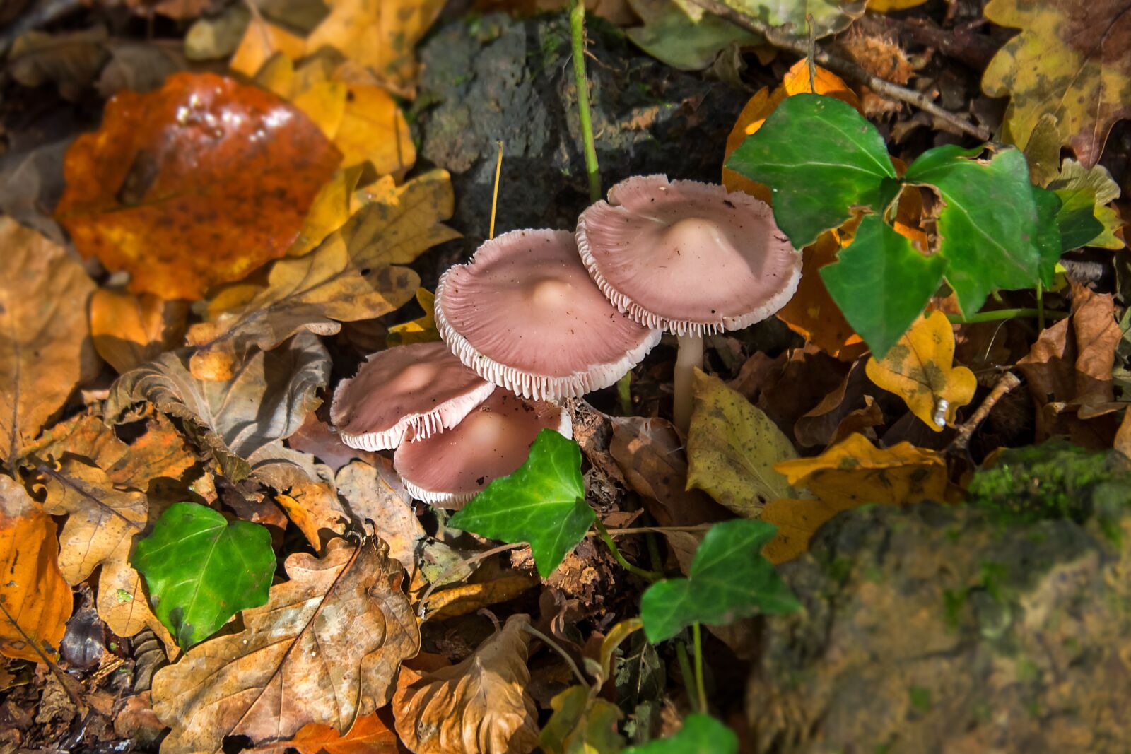 Olympus M.Zuiko Digital ED 14-150mm F4-5.6 II sample photo. Fungi, forest, mushroom photography