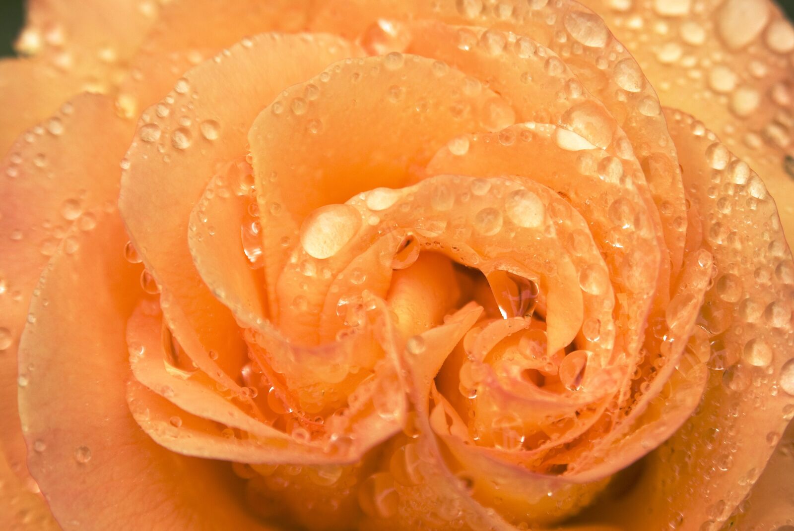 Nikon D80 sample photo. Rosa, plant, flower photography