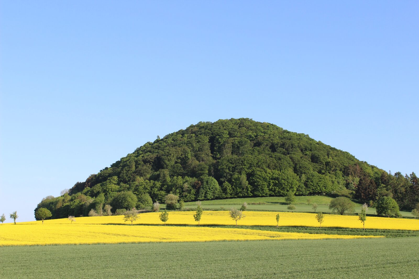 Canon EOS 600D (Rebel EOS T3i / EOS Kiss X5) sample photo. Spring, fields, nature photography