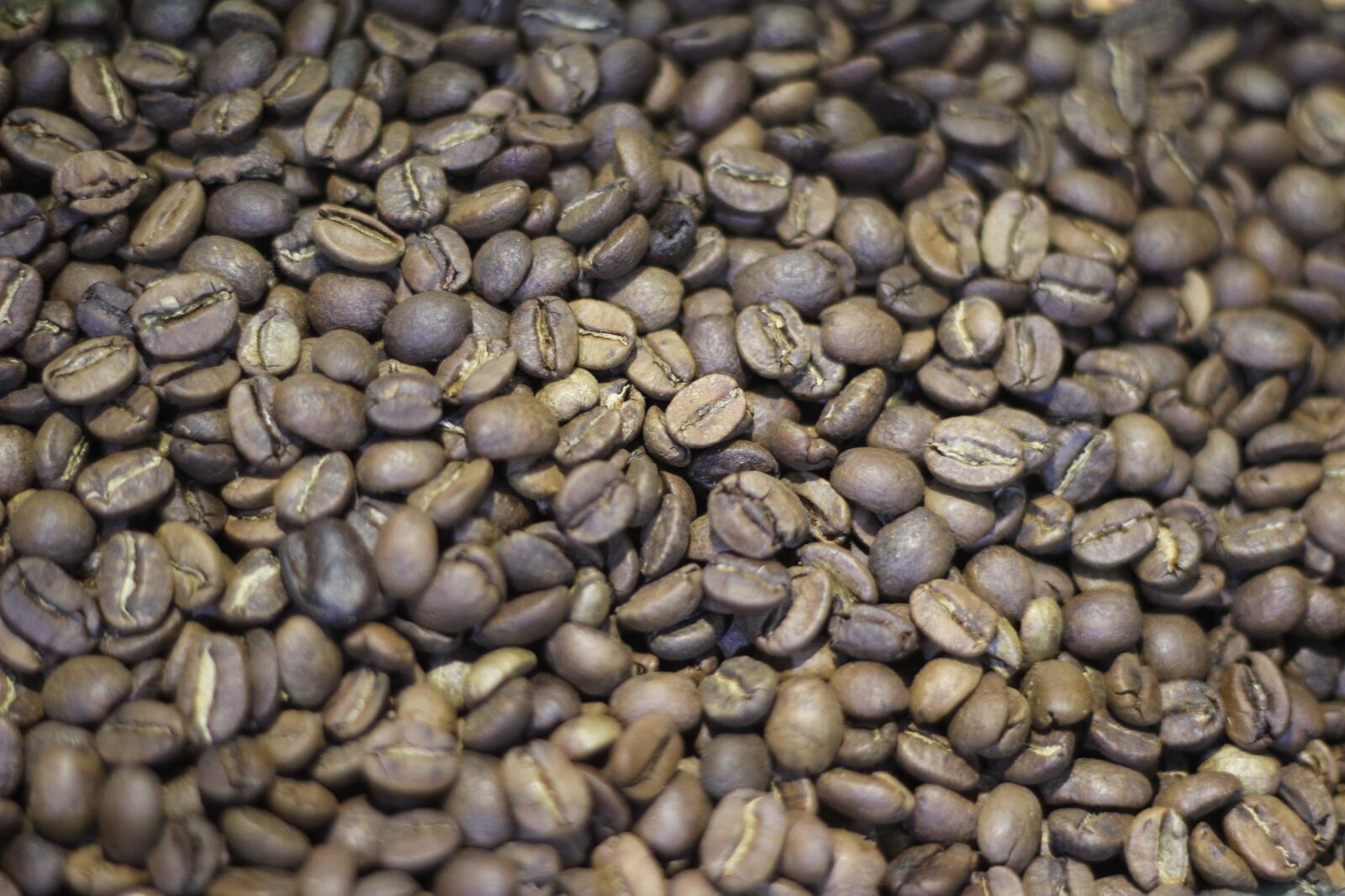 Canon EOS 600D (Rebel EOS T3i / EOS Kiss X5) + Canon EF 50mm F1.8 II sample photo. Seed, food, batch photography