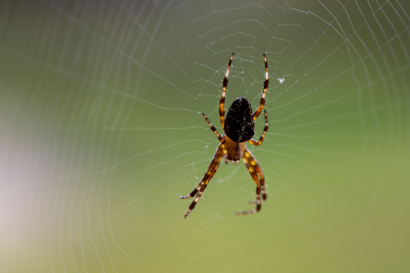 Canon EOS RP sample photo. Spider, cobweb, insect photography