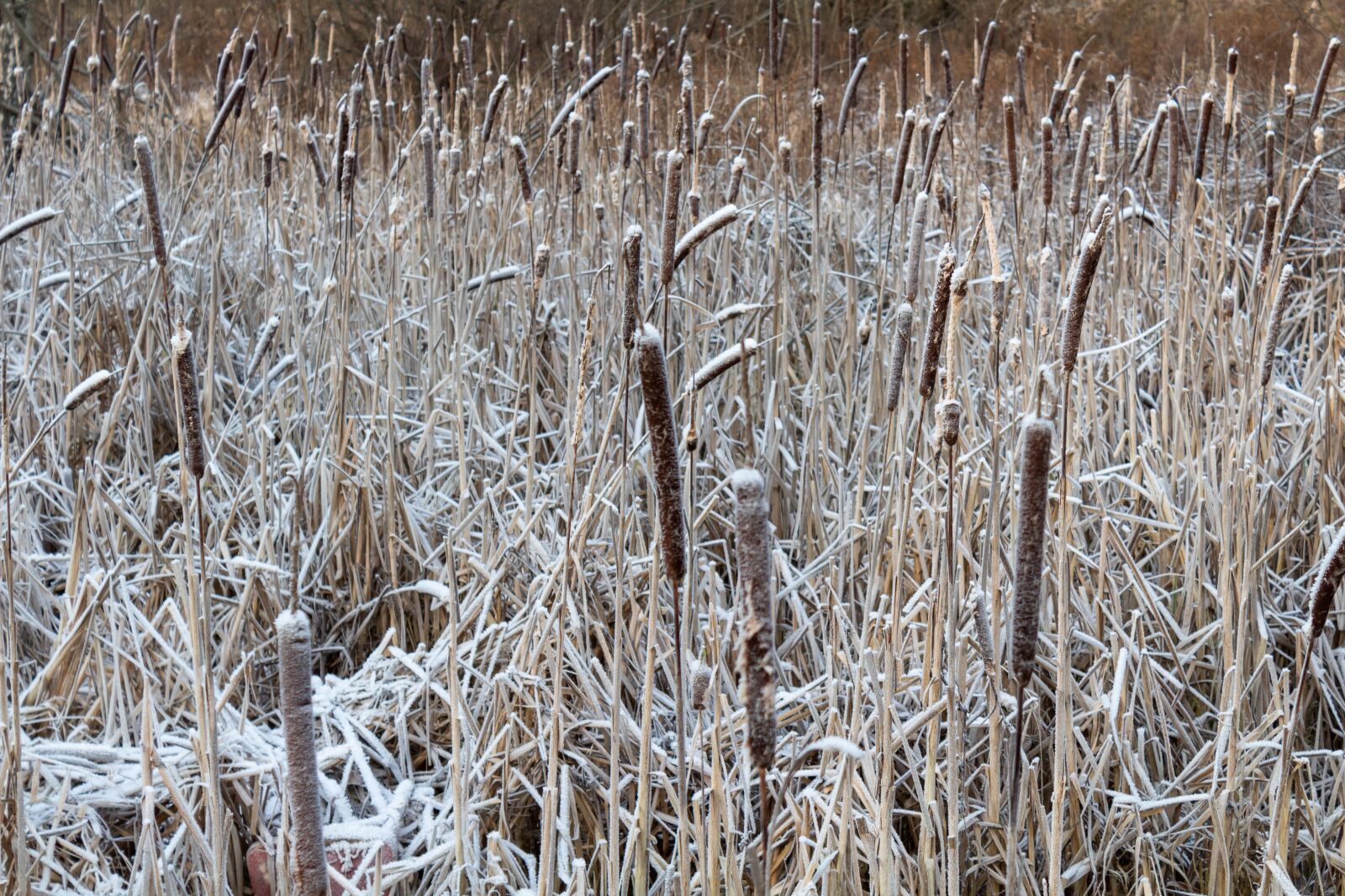Canon EOS 1300D (EOS Rebel T6 / EOS Kiss X80) sample photo. Cattail, reed, leann photography