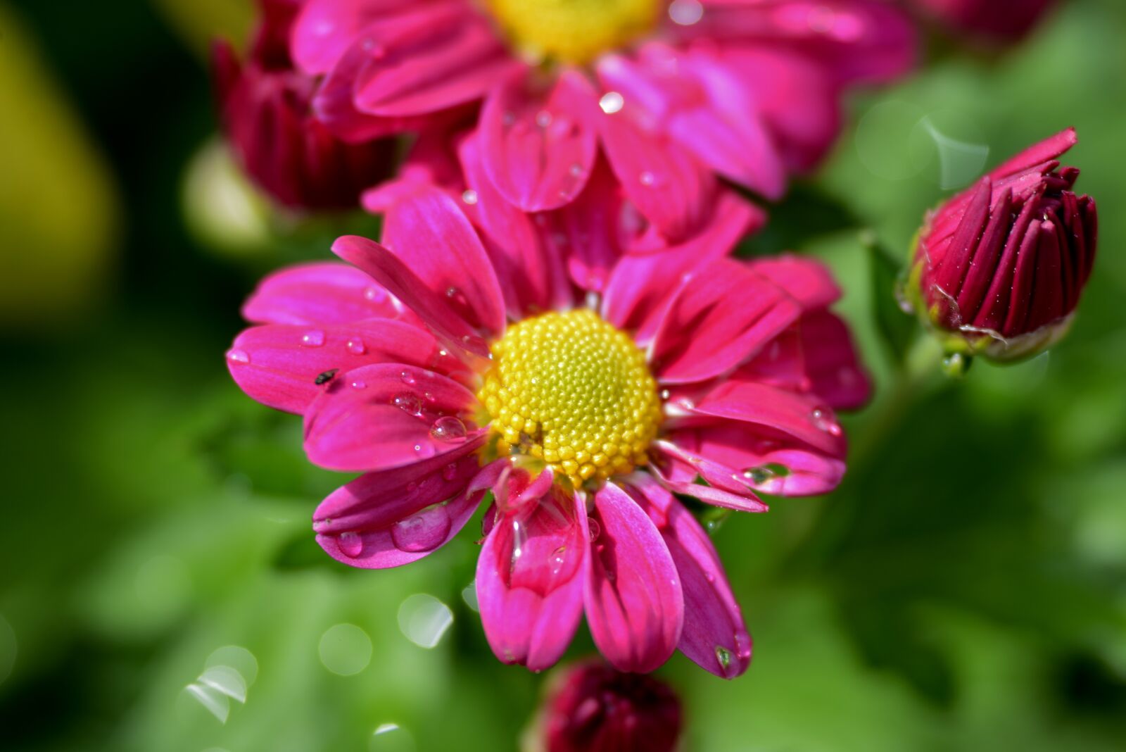 Nikon D600 sample photo. Chrysanthemums, flower, raindrops photography