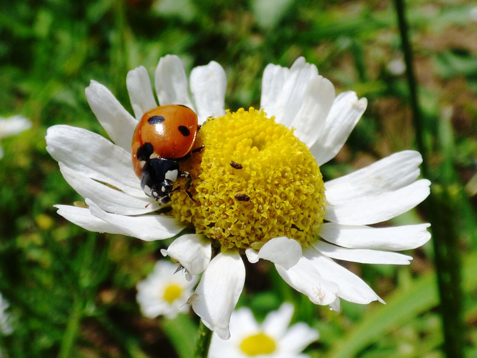 Panasonic DMC-FZ72 sample photo. Chamomile, ladybug, beetle photography