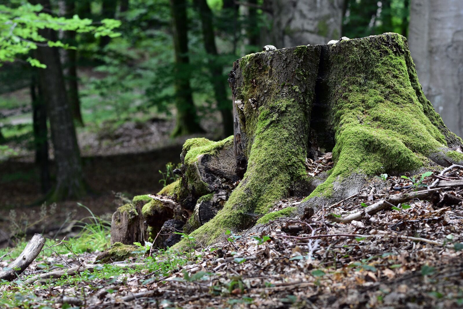Nikon D3400 sample photo. Forest, nature, landscape photography