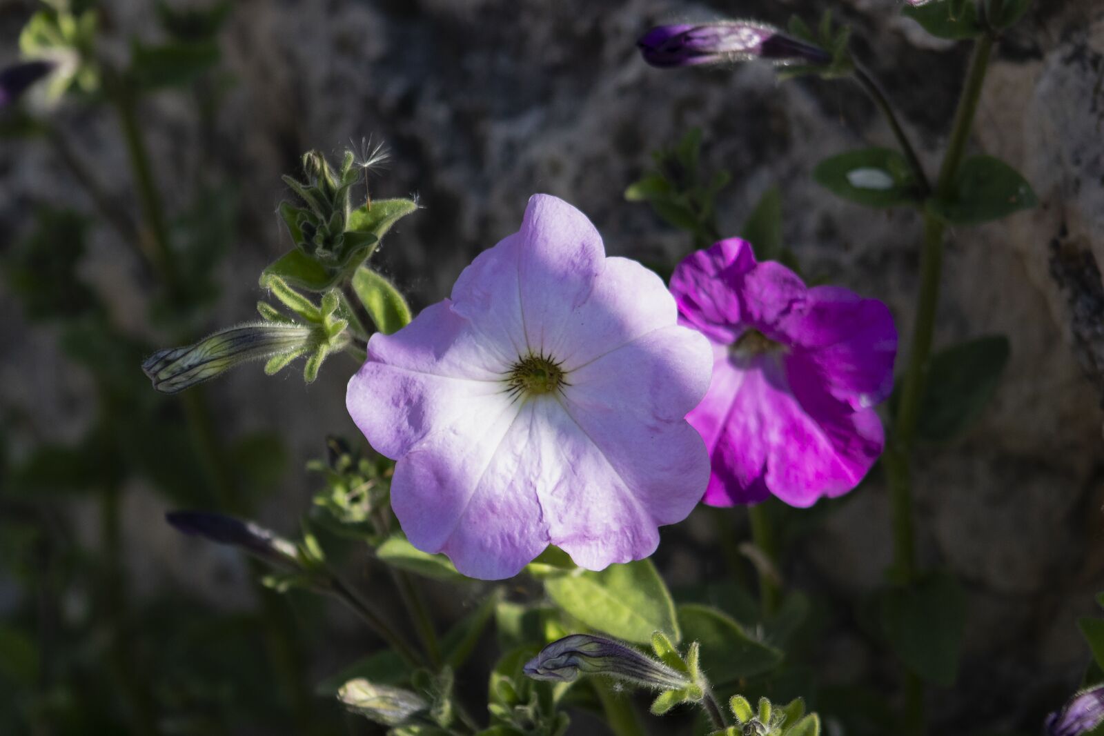 Canon EF75-300mm f/4-5.6 sample photo. Petunia, flower, blooms at photography