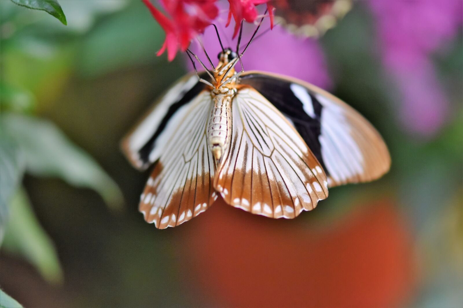 Nikon D7200 sample photo. Butterfly, tropical butterfly, exotic photography