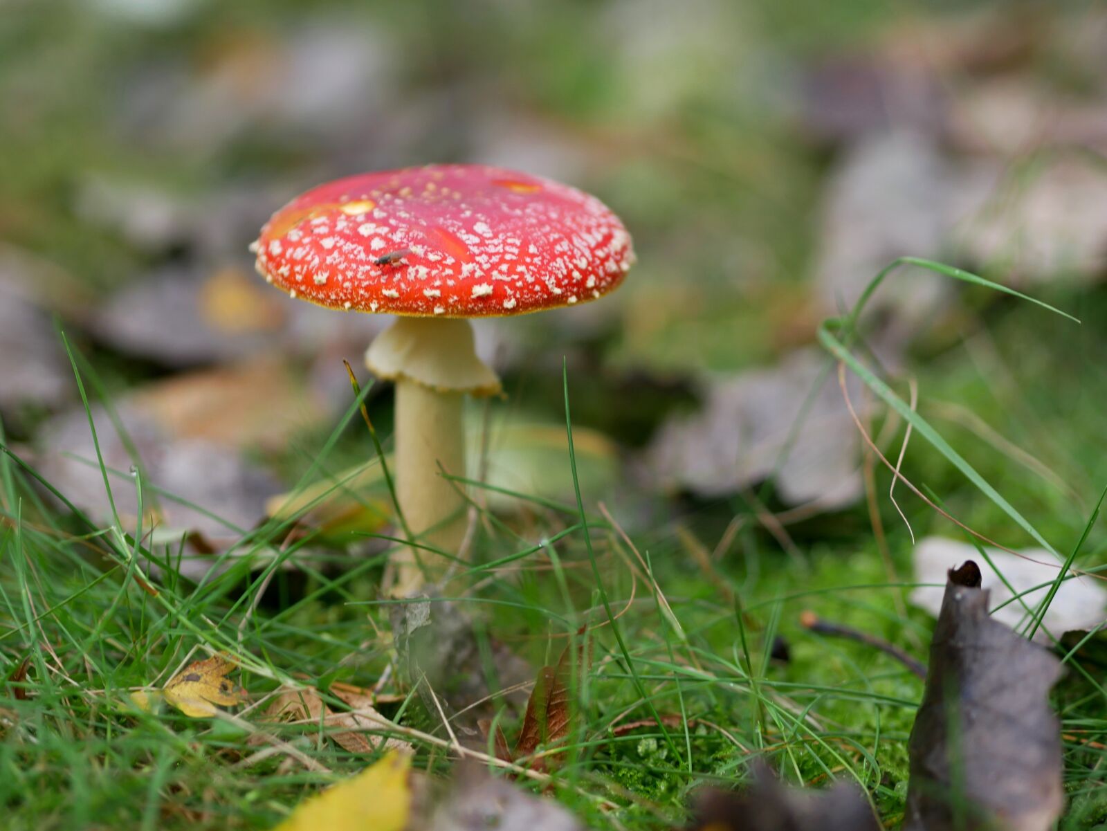 Panasonic Lumix DMC-GX85 (Lumix DMC-GX80 / Lumix DMC-GX7 Mark II) sample photo. Fly agaric, forest, nature photography