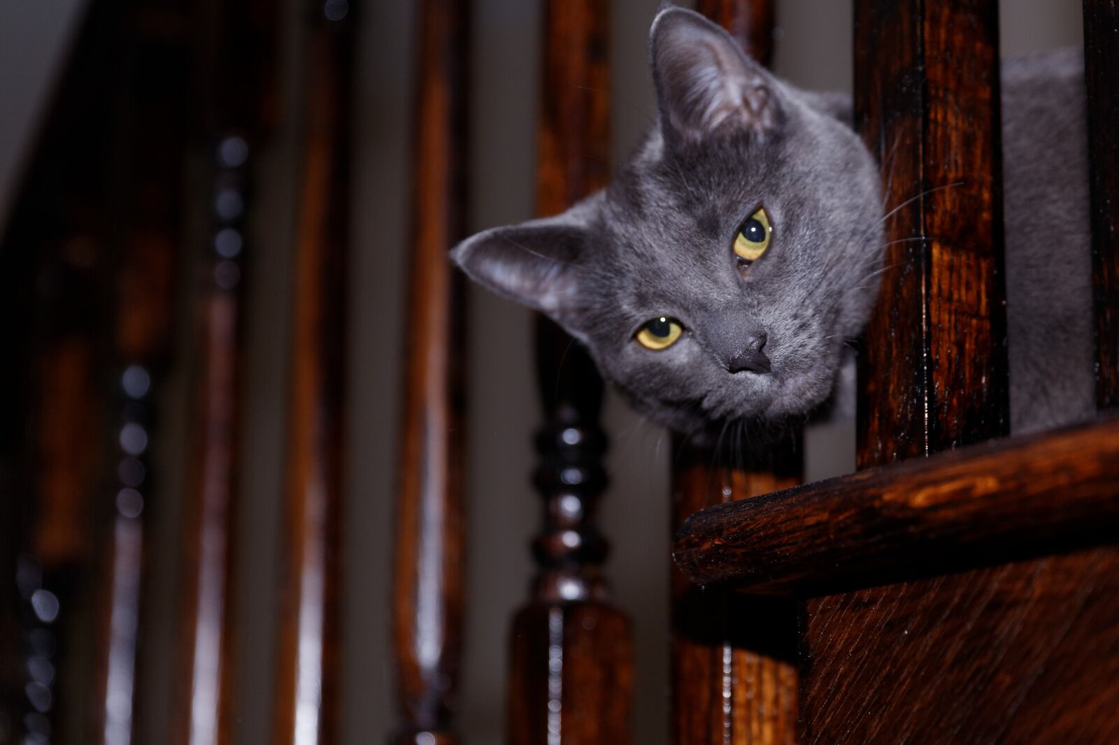 Canon EOS-1D X sample photo. Pet, cat, cute photography