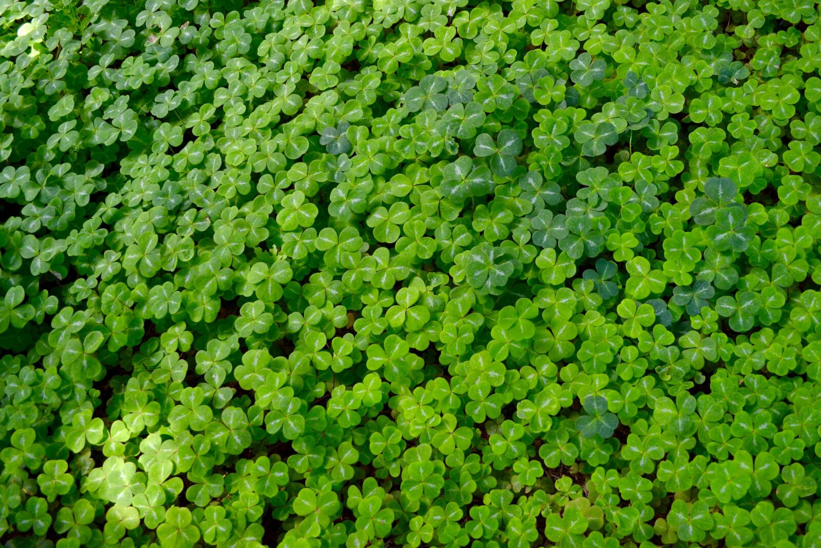Nikon D3100 sample photo. Clover, good luck, background photography