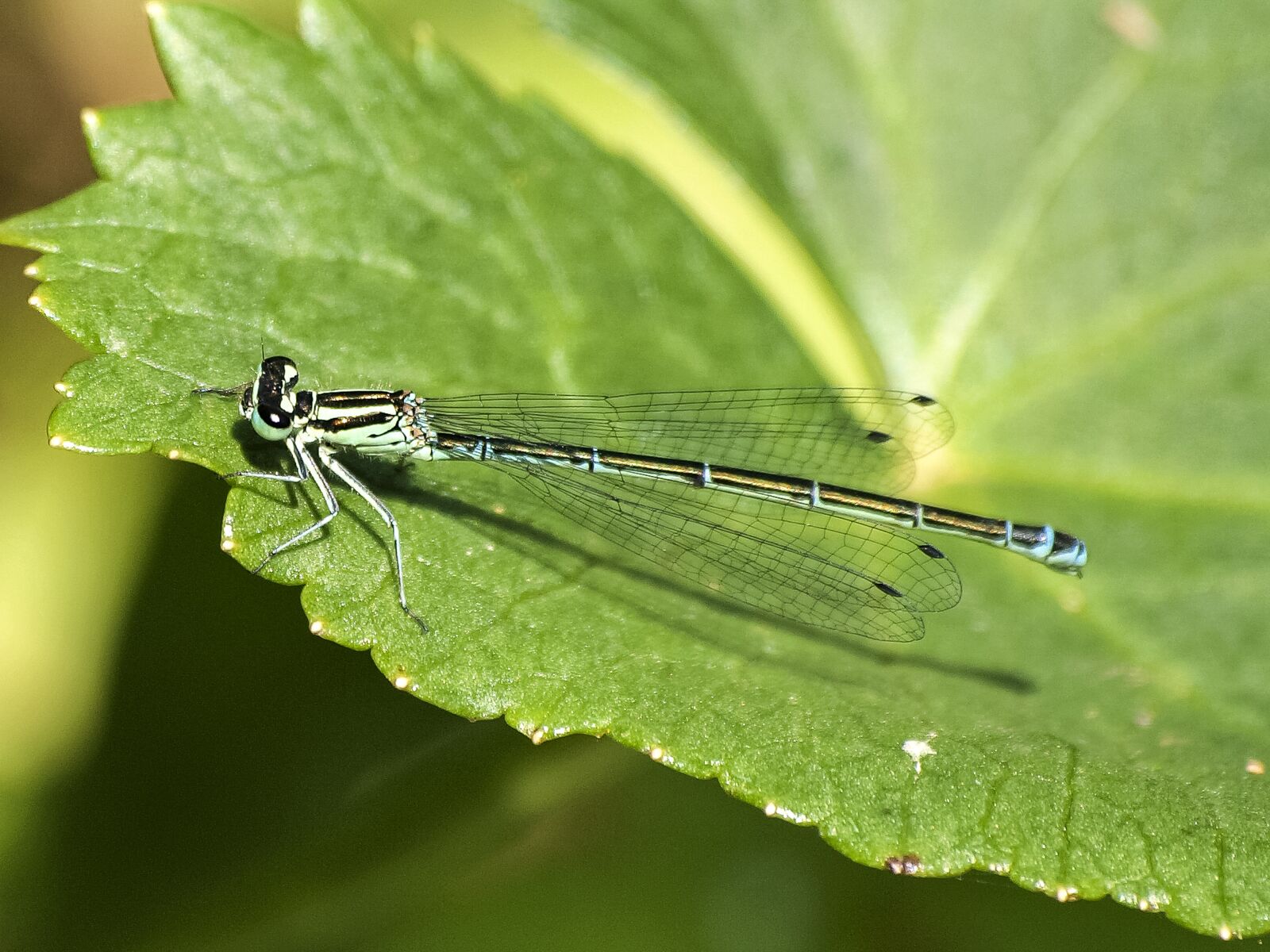 Olympus E-3 sample photo. Spring bridesmaid, dragonfly, insect photography