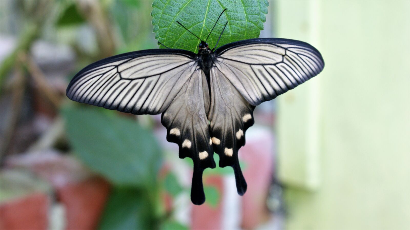 Sony Alpha DSLR-A350 sample photo. Butterfly, beautiful, bug photography
