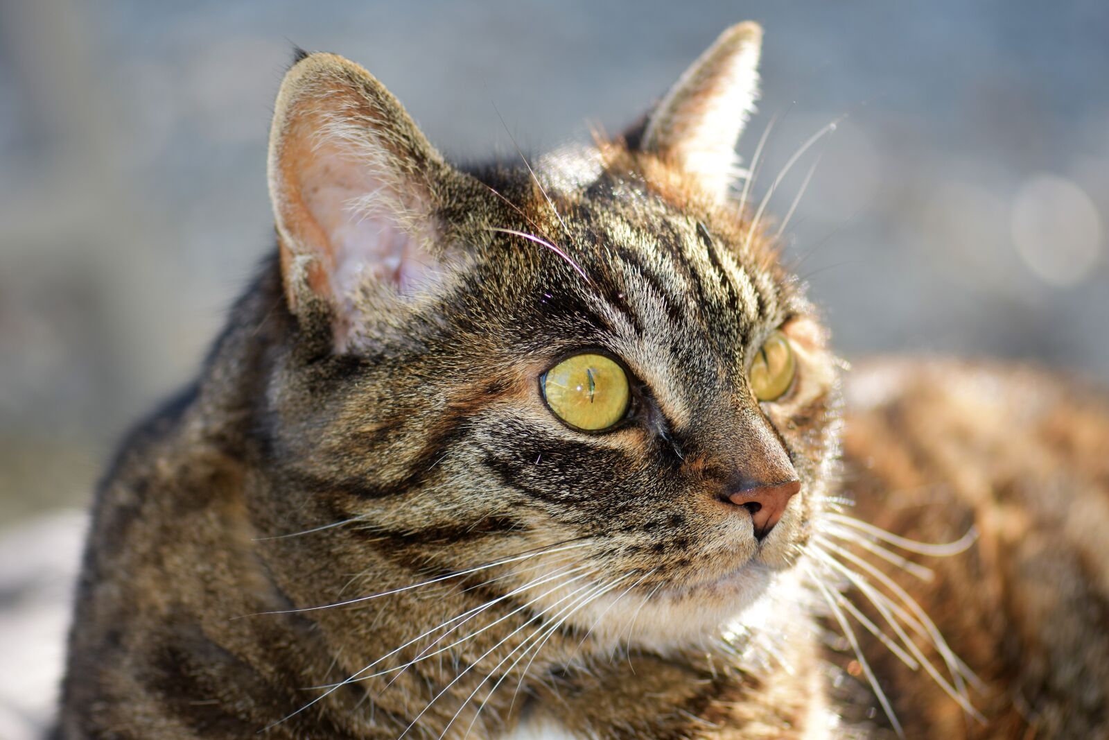 Nikon D5500 sample photo. Cat, mackerel, pet photography