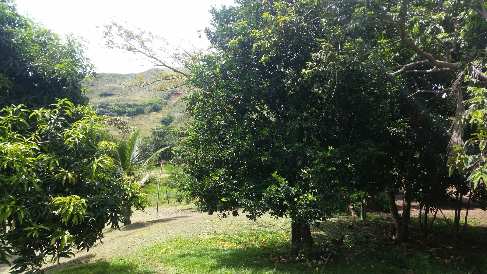 Samsung Galaxy S5 sample photo. Naturaleza, campo, arboles photography