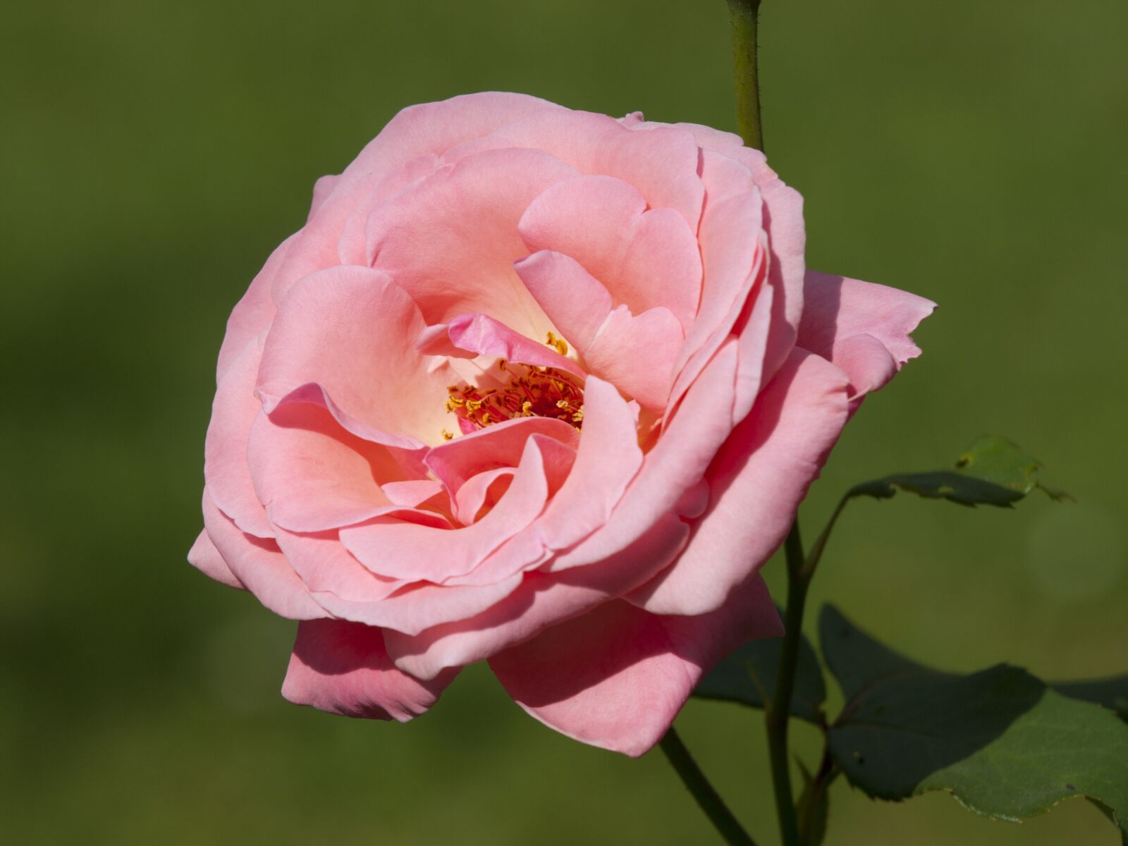 Olympus E-510 (EVOLT E-510) sample photo. Rose, pink, green photography
