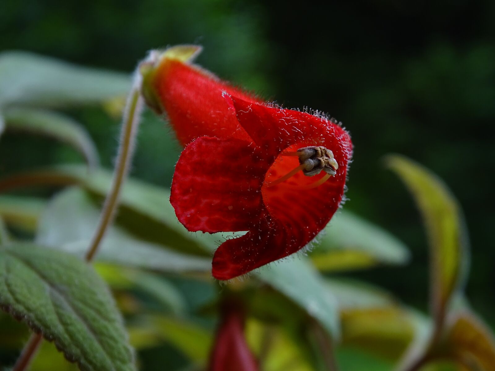 Sony Cyber-shot DSC-HX400V sample photo. Flower, red, macro photography