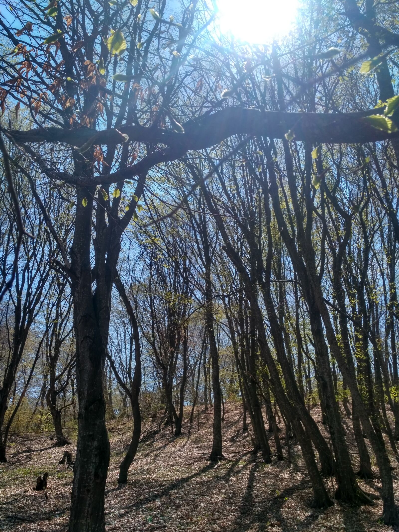 Xiaomi Redmi 3S sample photo. Adventure, nature photography