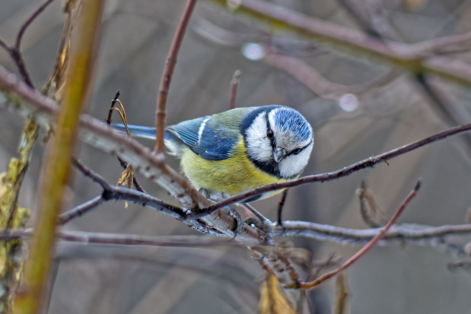 Canon EOS 500D (EOS Rebel T1i / EOS Kiss X3) sample photo. Bird, tit, ornithology photography