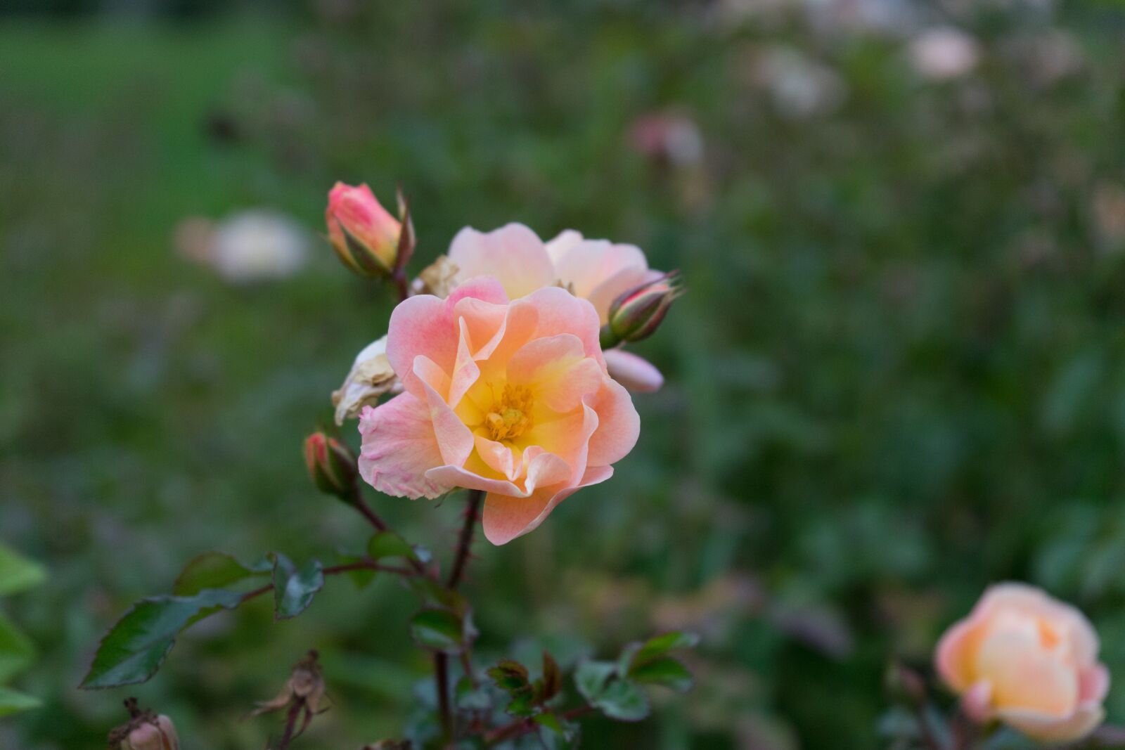 Sony a7 II + Sony FE 28-70mm F3.5-5.6 OSS sample photo. Rose, roses, nature photography