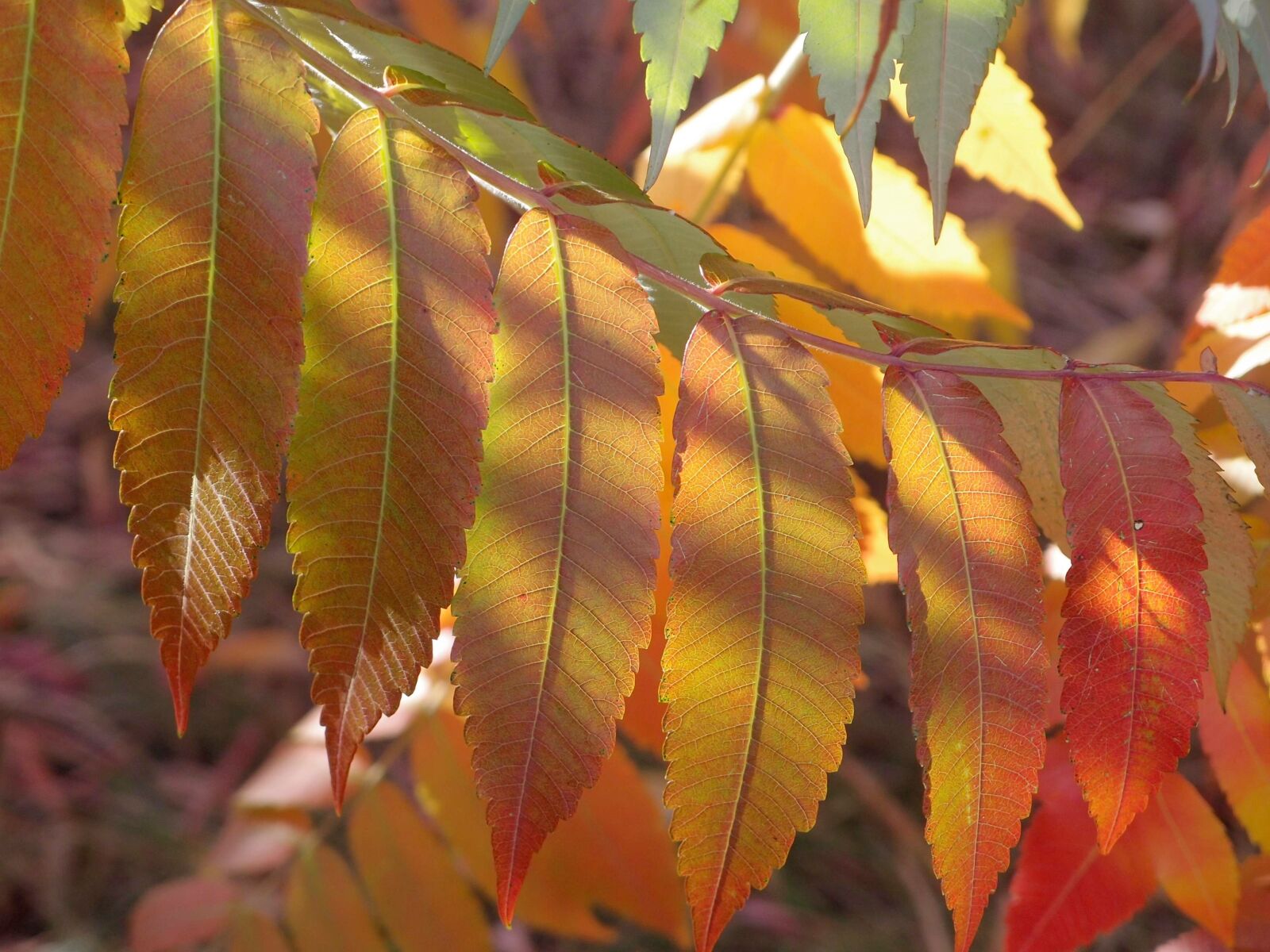 Olympus XZ-1 sample photo. Autumn, foliage, leaves photography